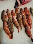 小红石斑