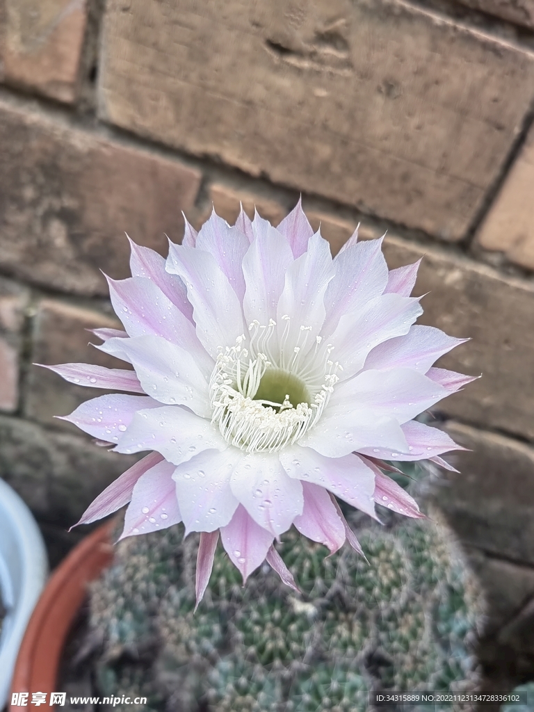  仙人球开花
