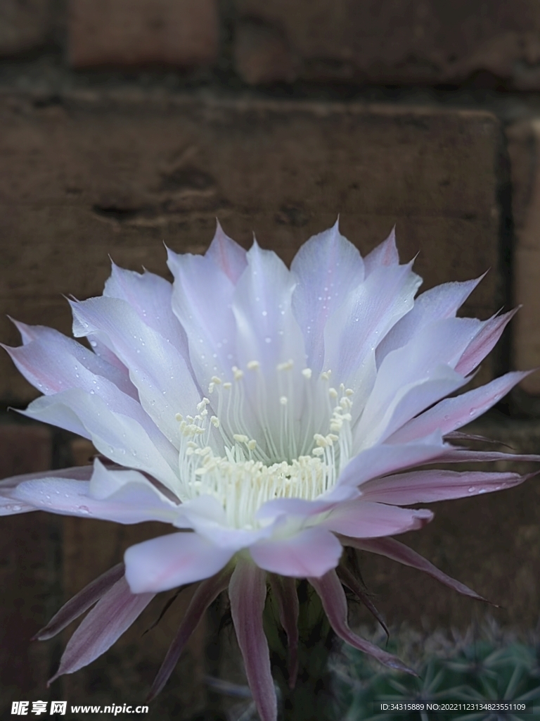 仙人球花