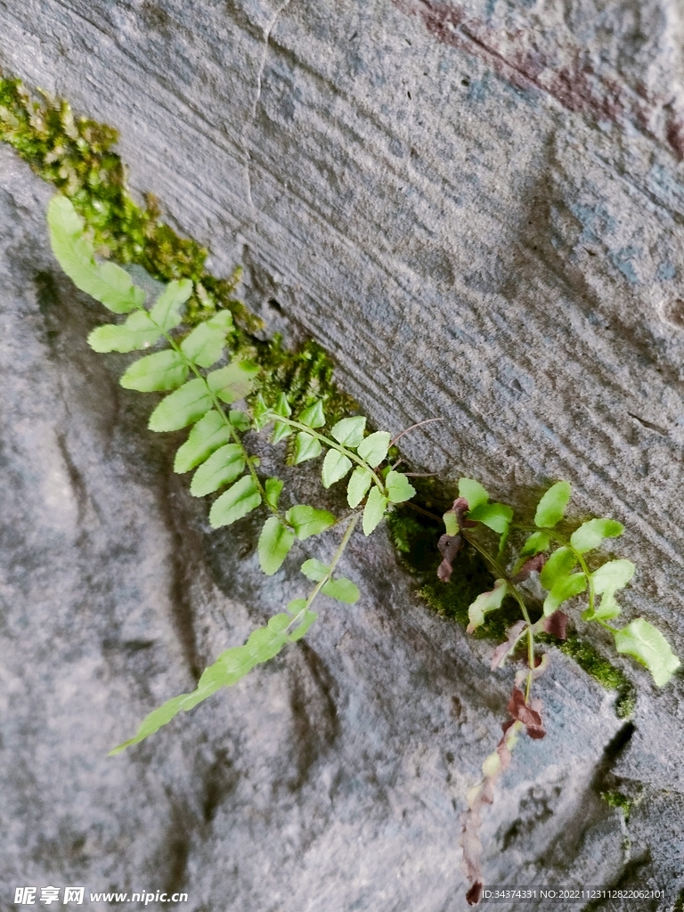 狭缝植物