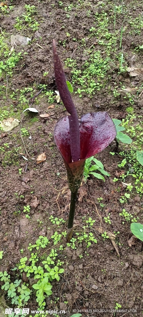 魔芋