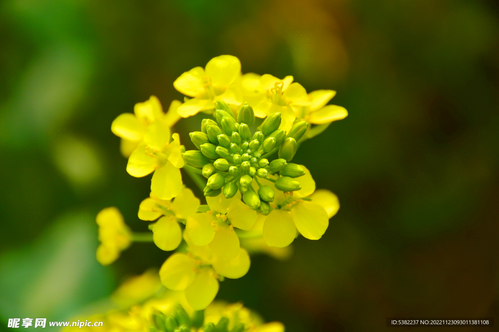 油菜花