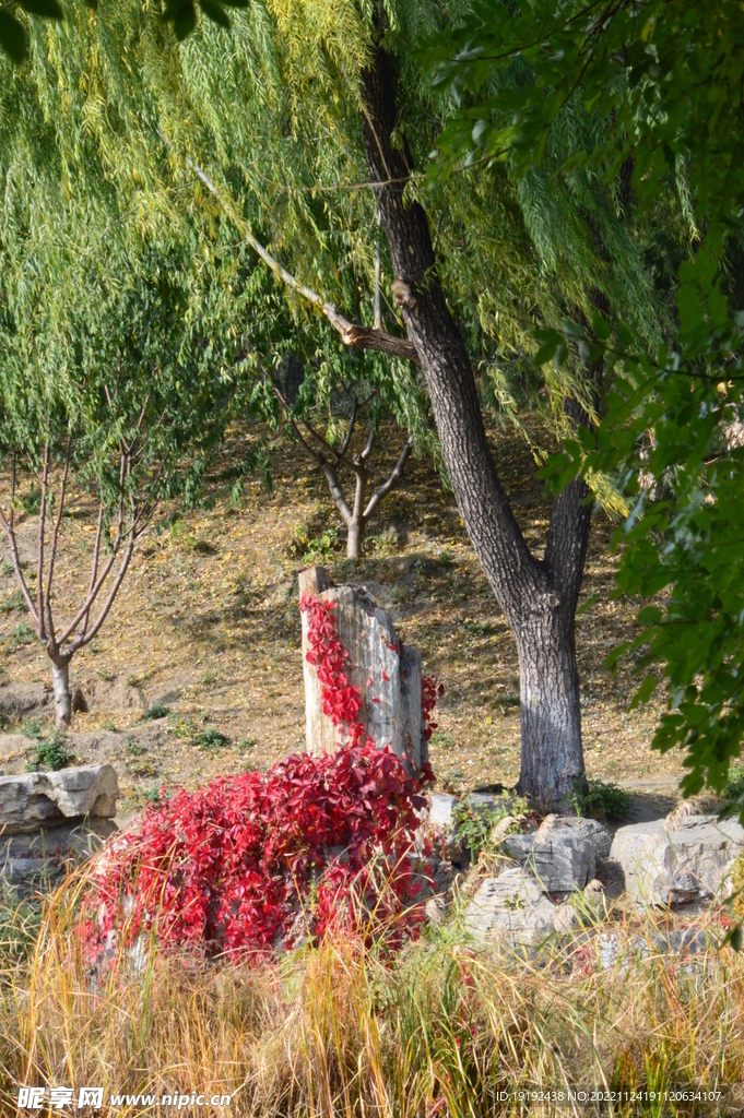 爬墙虎