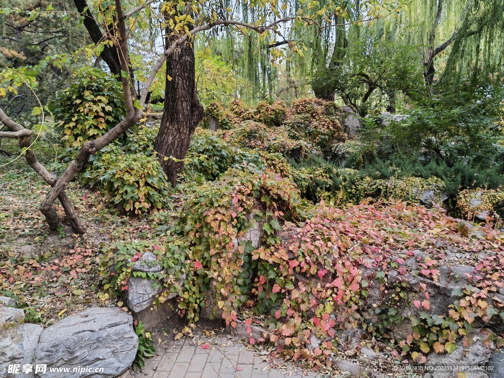 爬墙虎