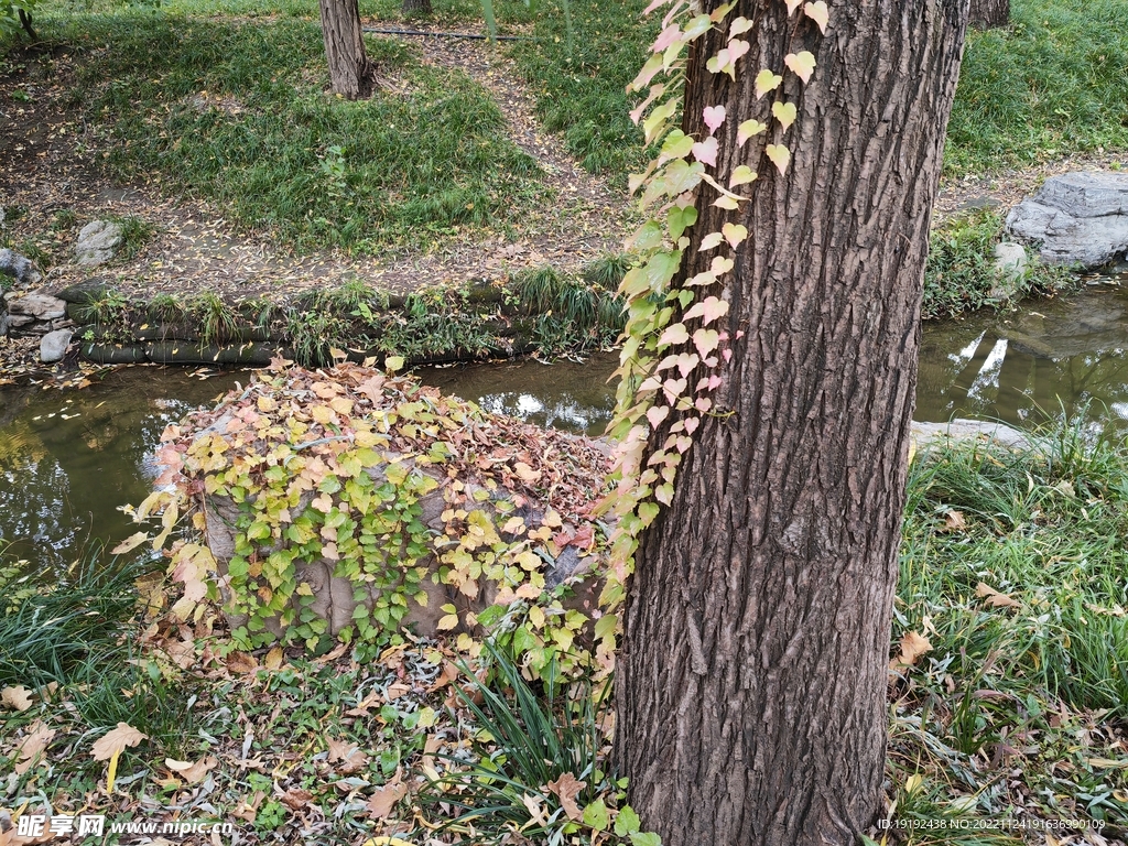 爬墙虎