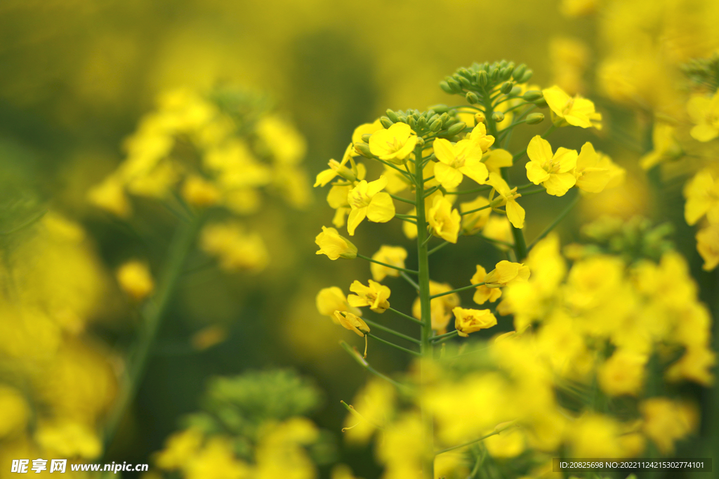 油菜花