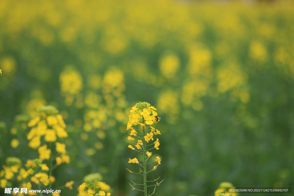 油菜花