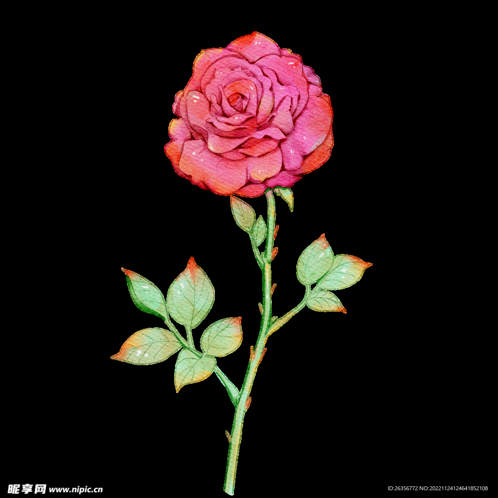 玫瑰花