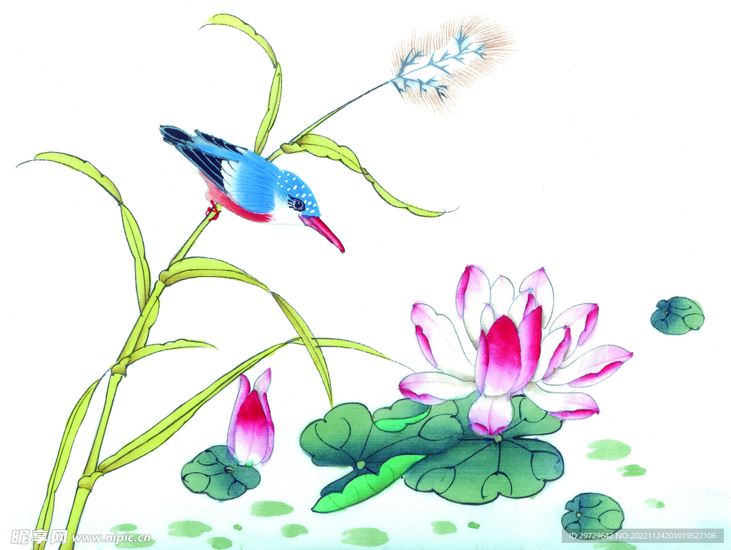 荷花