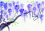 紫色柳树