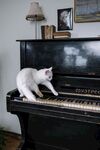 猫咪