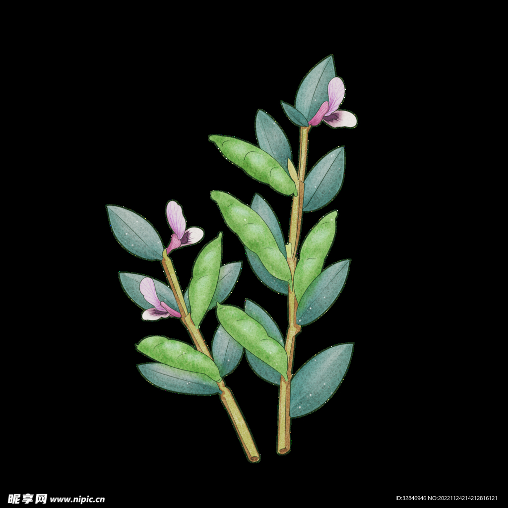 蚕豆