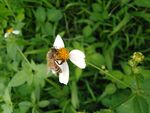 蜜蜂1