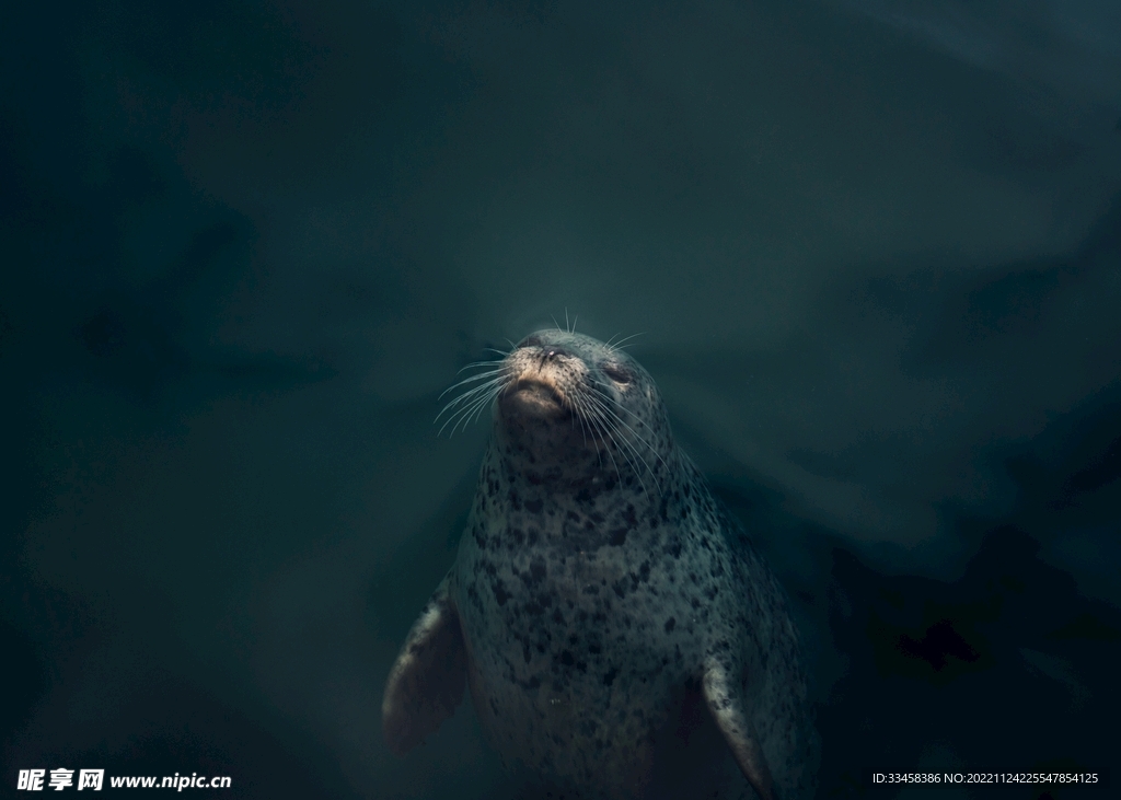 海豹