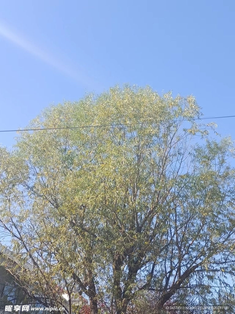 树的轮廓