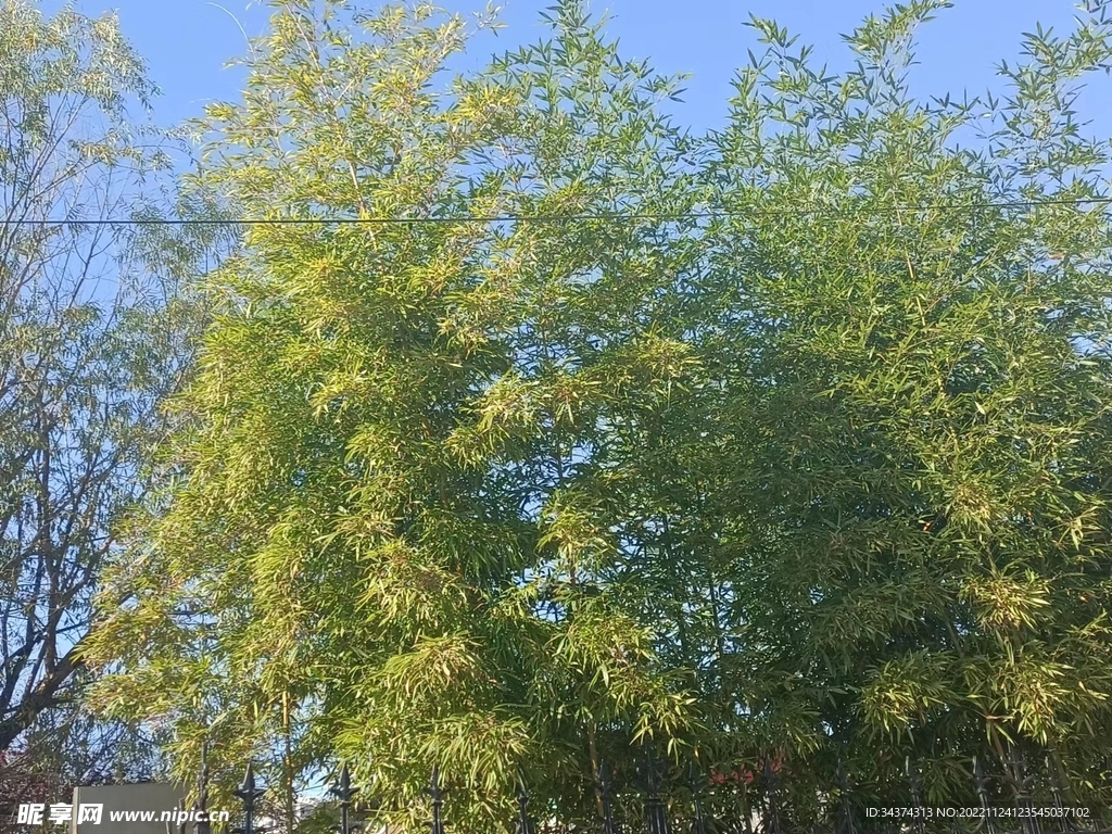树木
