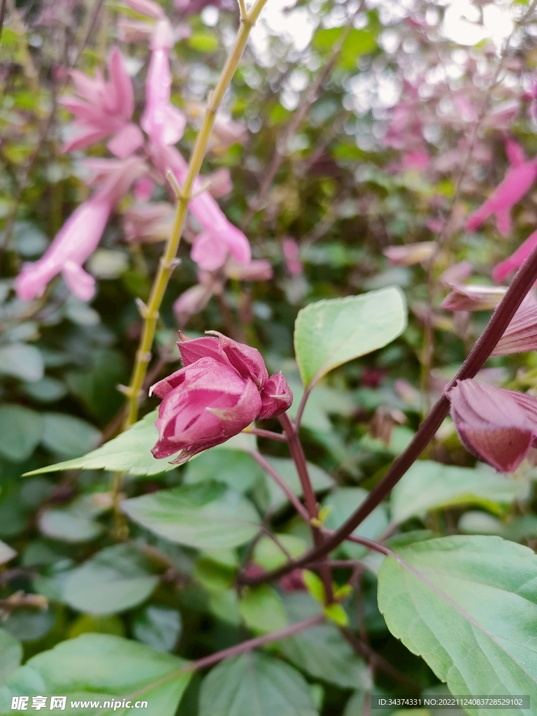 花苞