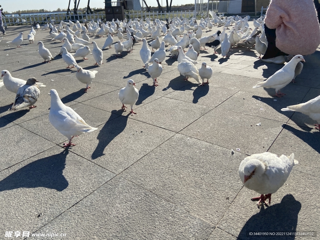 海边鸽子