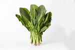 绿色菠菜叶子蔬菜白底图美食 