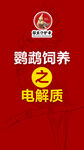 鹦鹉海报
