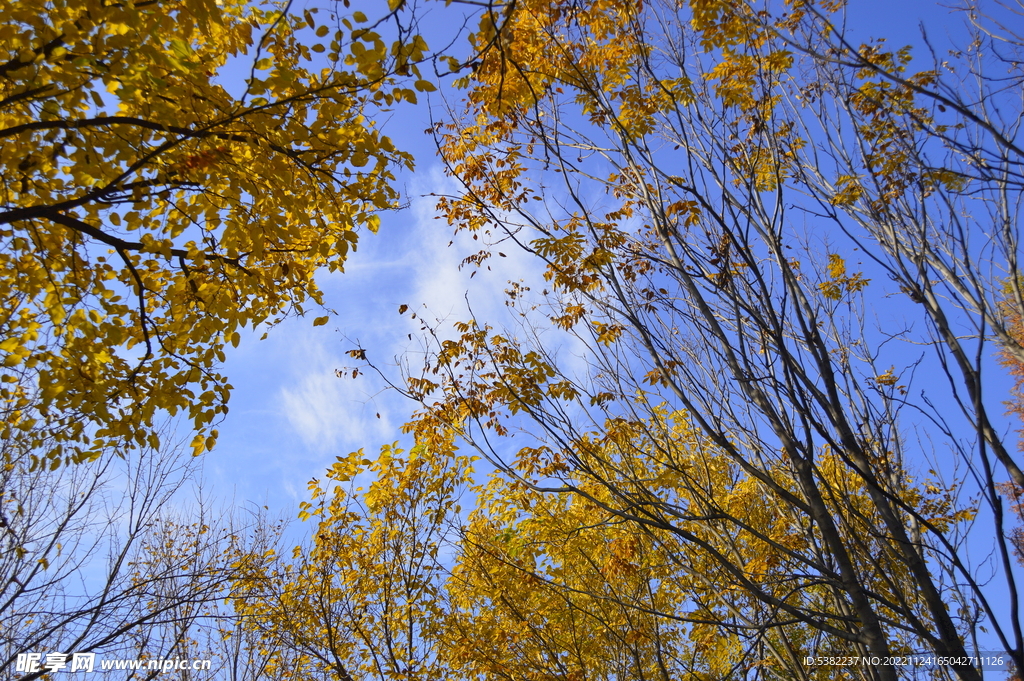 仰望蓝天白云金色树叶子