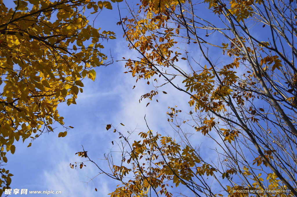 仰望蓝天白云天空金黄树叶