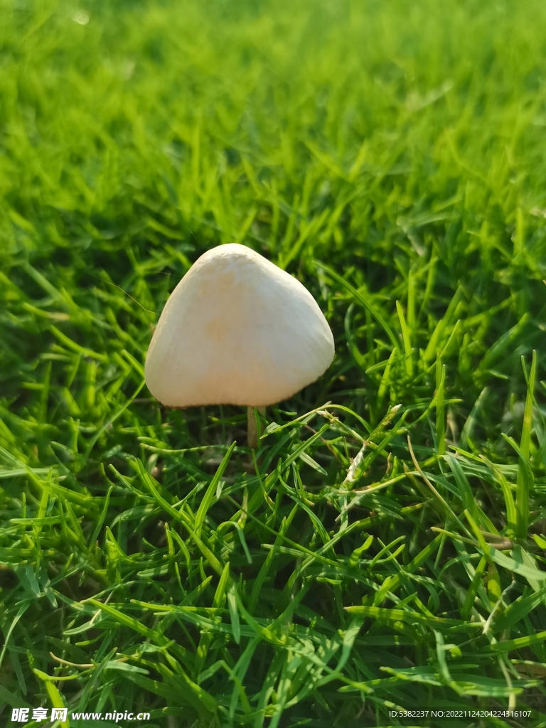 绿野蘑菇山菌