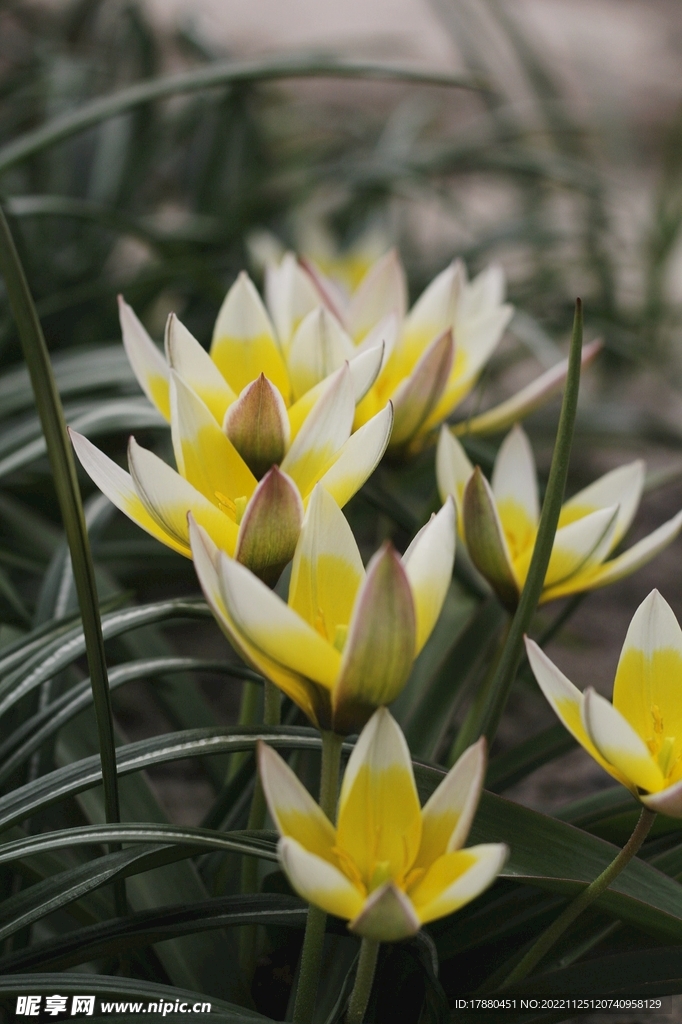 顶冰花