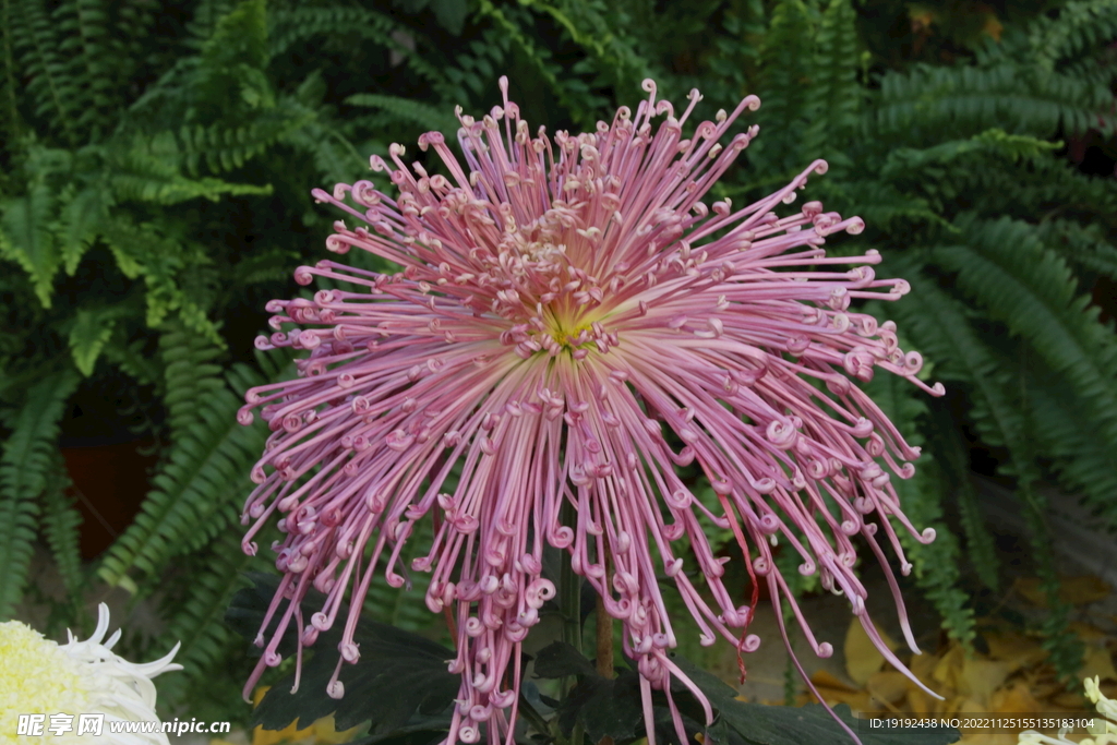 菊花 