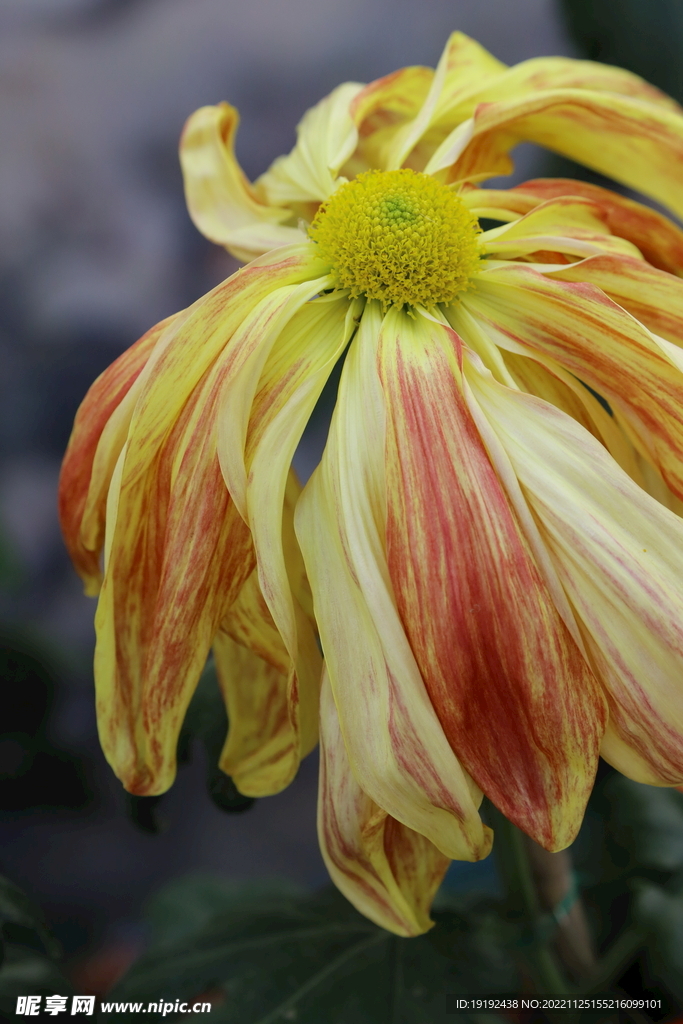 菊花