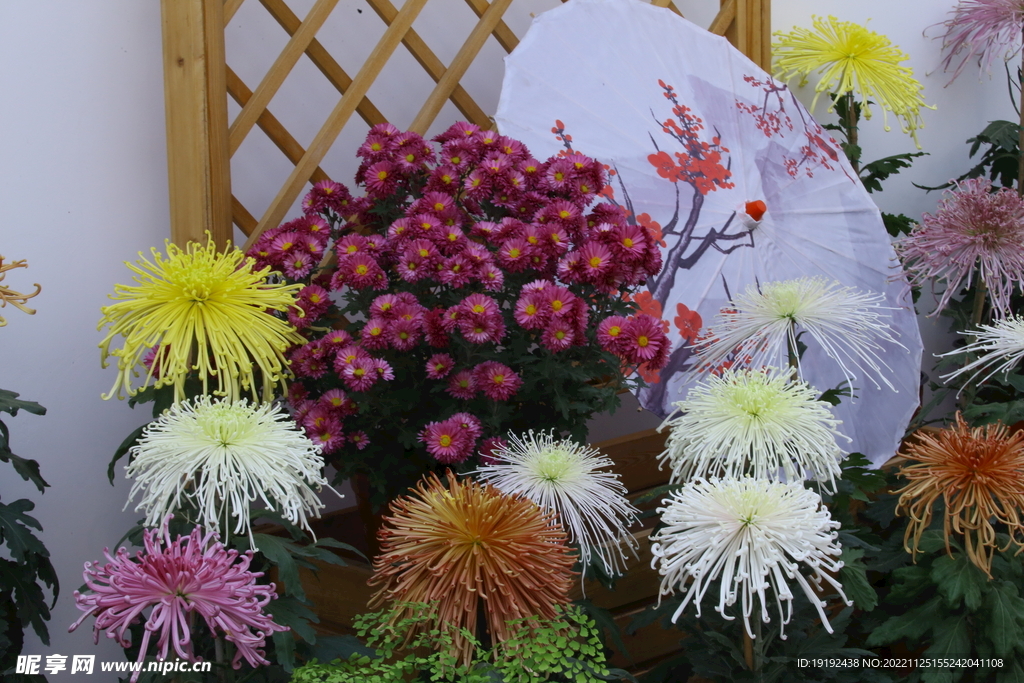 菊花 