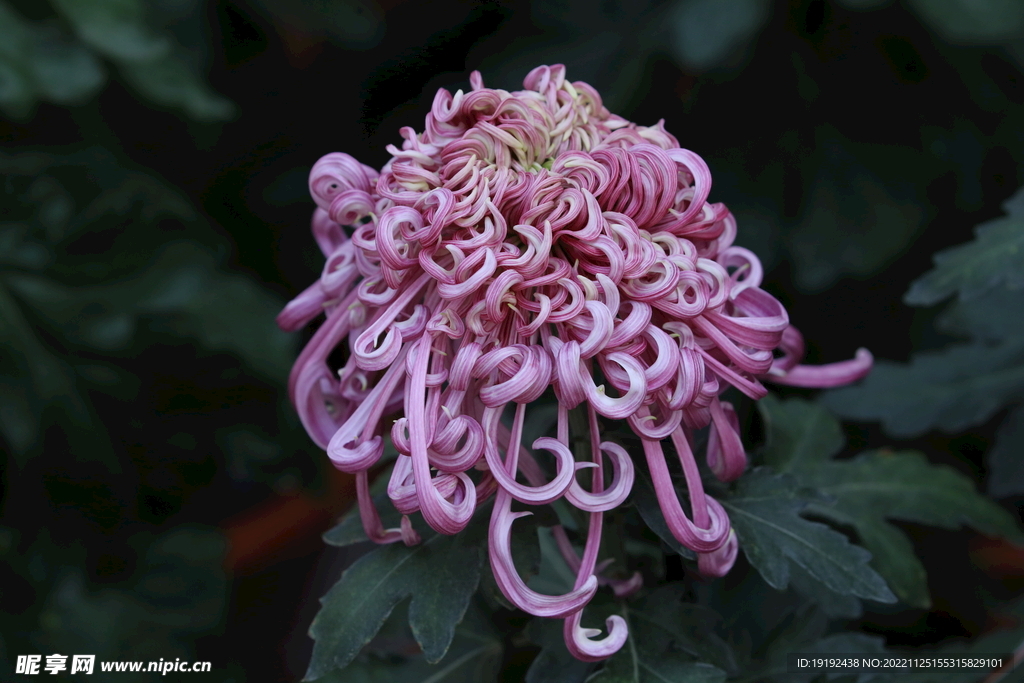 菊花 