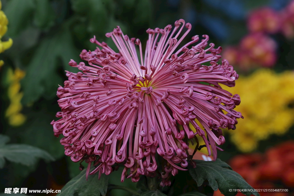 菊花 