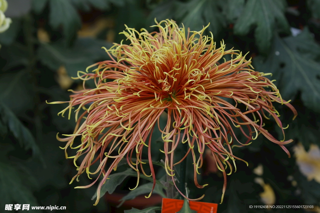 菊花 