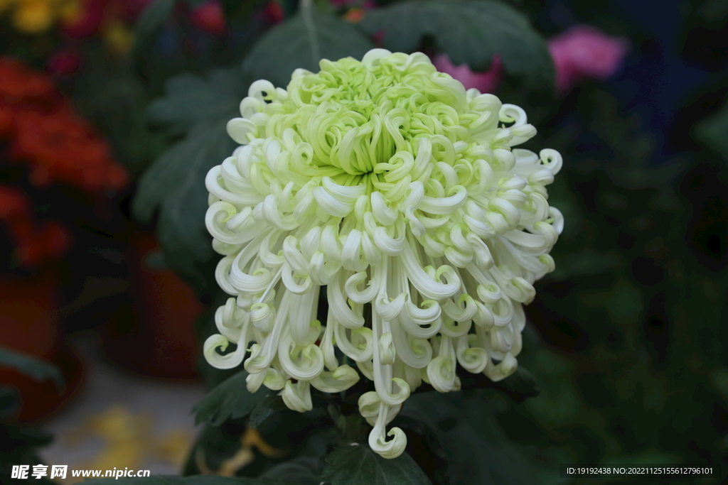 菊花