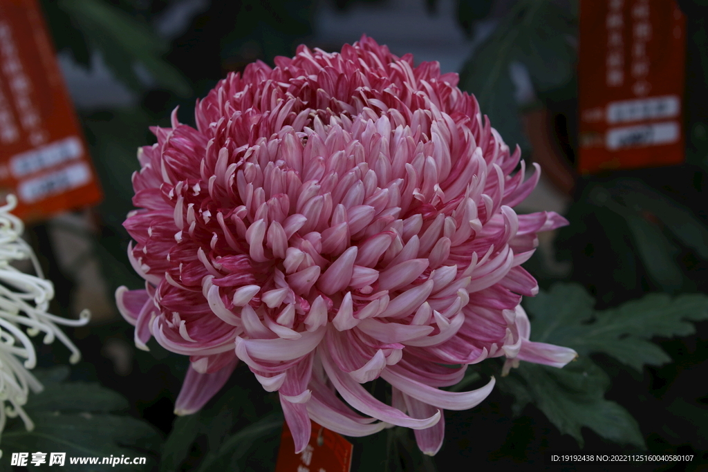 菊花 