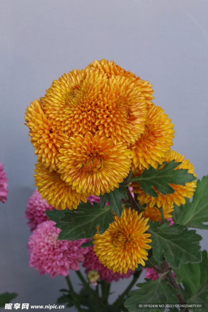 菊花 