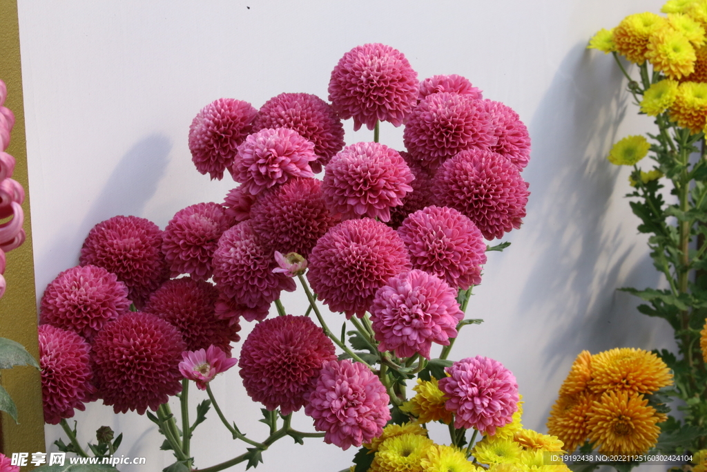 菊花 