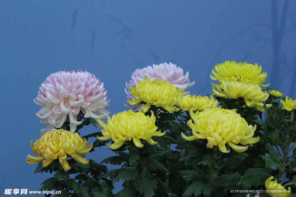 菊花