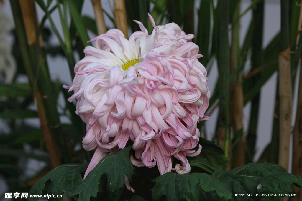 菊花 