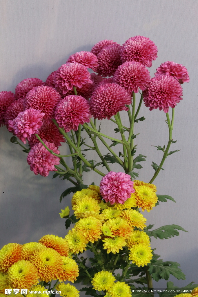 菊花 
