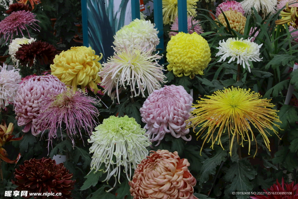 菊花 
