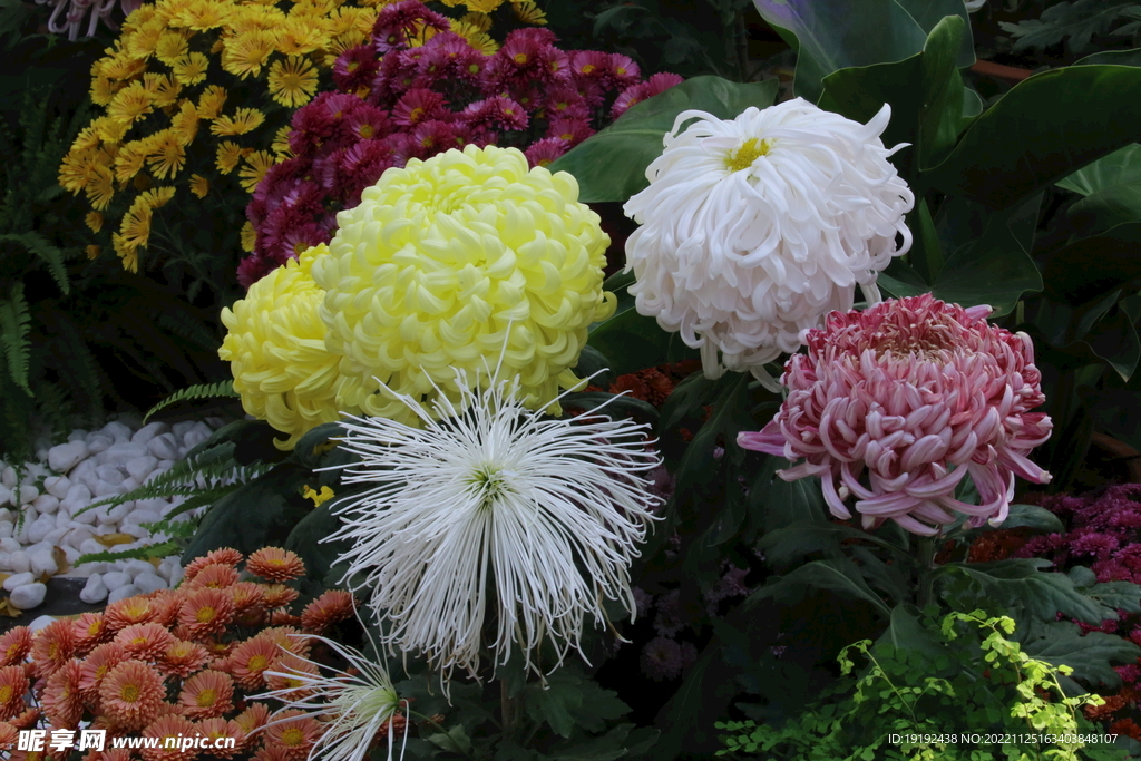 菊花