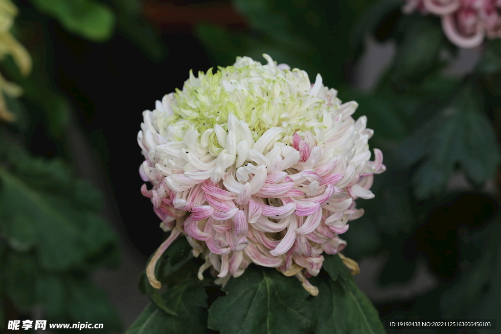 菊花 