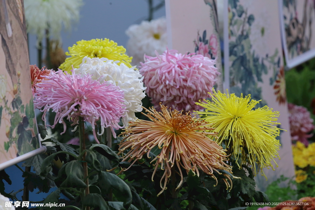 菊花 