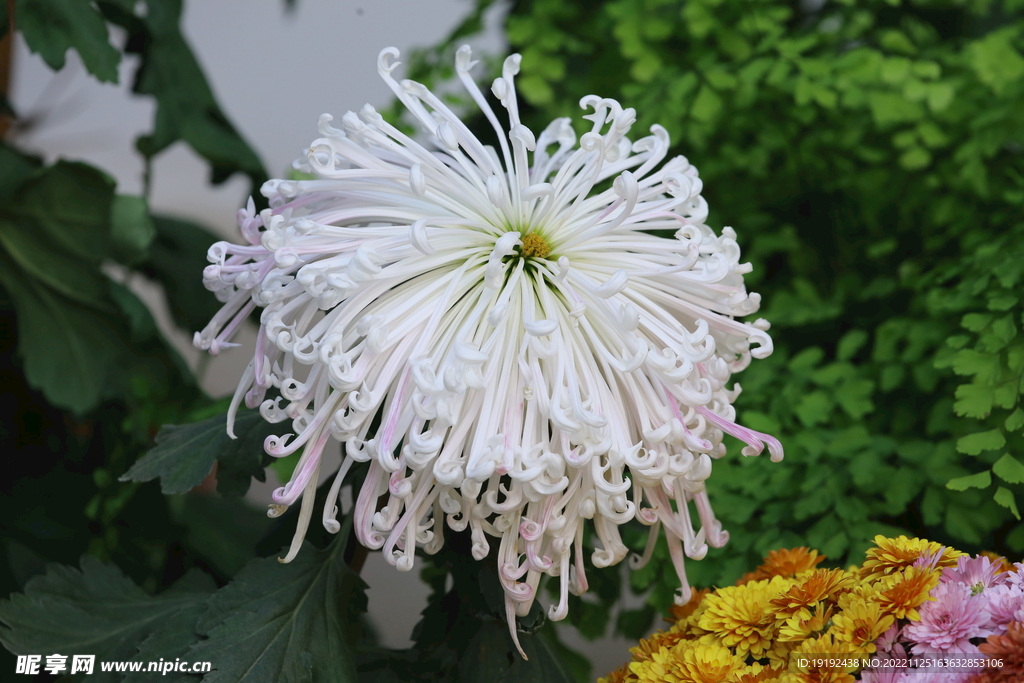 菊花 