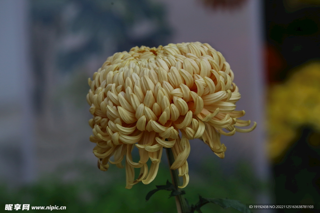 菊花 