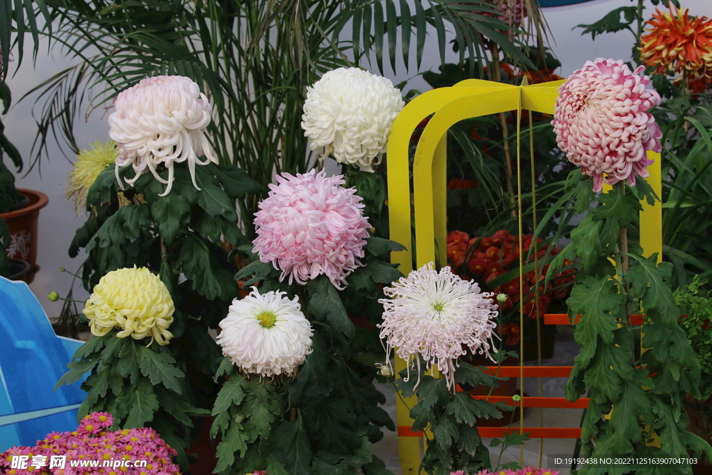 菊花