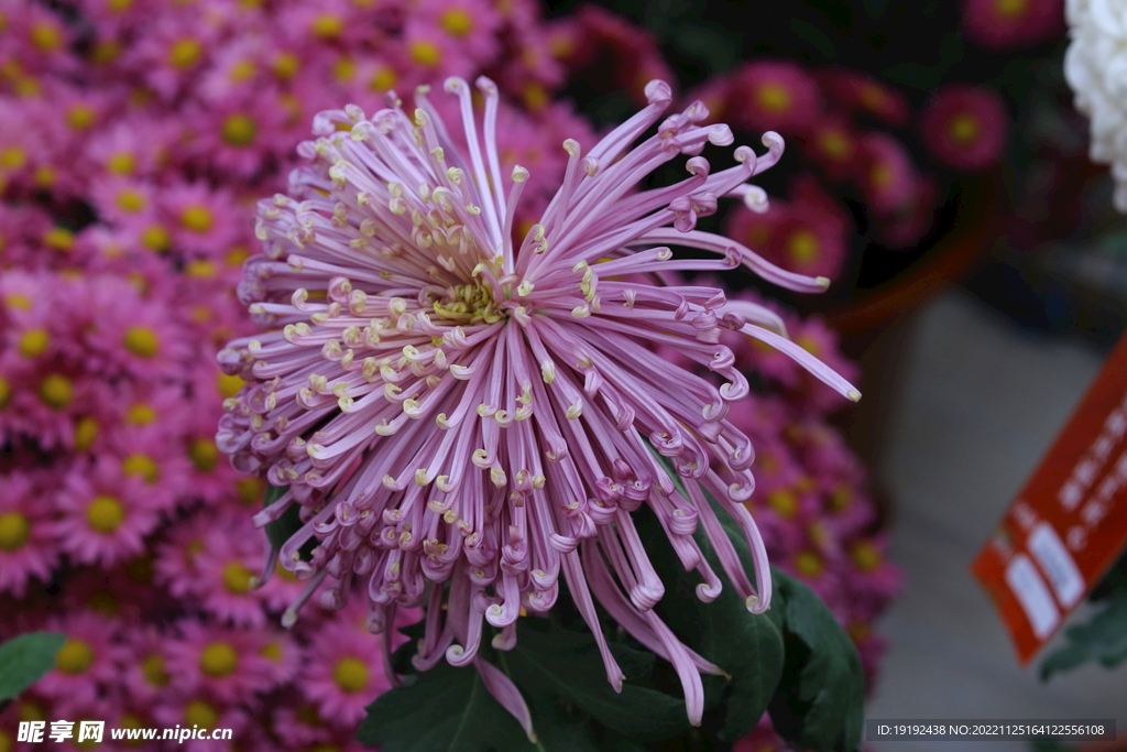 菊花