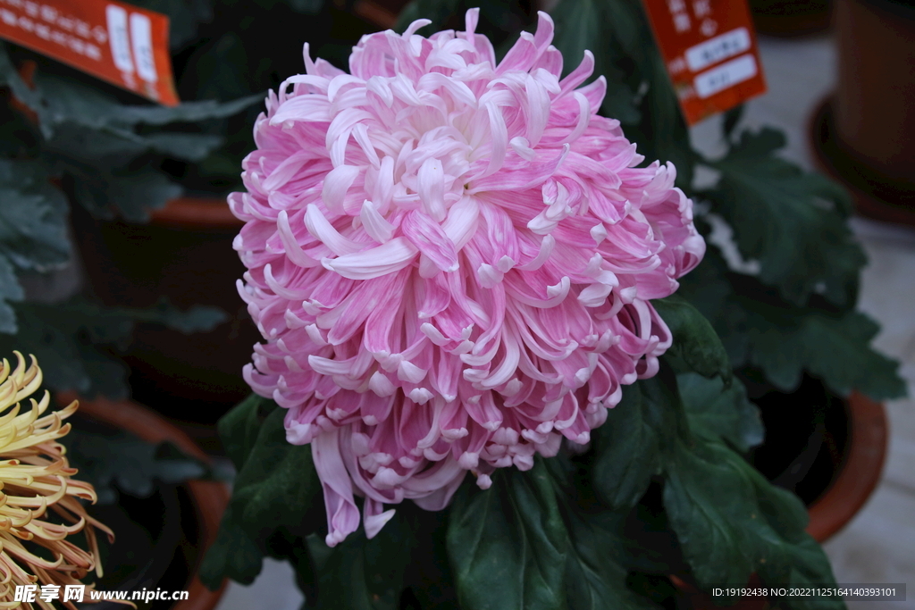菊花 
